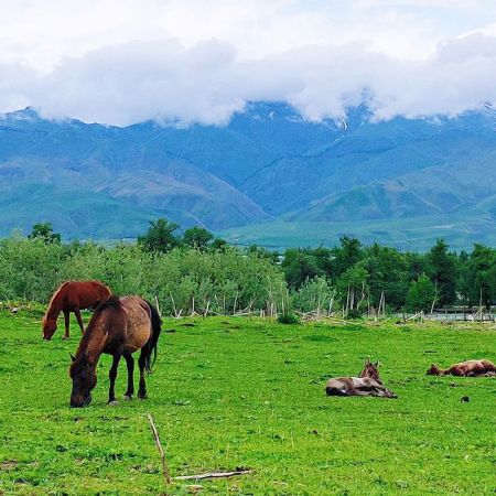 伊犁牧場：天池、賽里木湖、那拉提、巴音布魯克、吐魯番環(huán)游8日